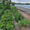 드림농원 민박 이미지