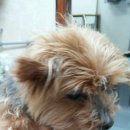 원효동물병원 이미지