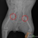 우리애동물병원 이미지