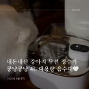 수지로4L-2 | 내돈내산 강아지 무선 정수기 리뷰 - 콩냥콩냥 4L 대용량 음수대