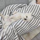황금치킨호프 이미지