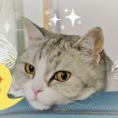 호텔 하비비 이미지