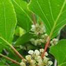 오미자권역센터 이미지