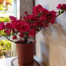 아젤리아 이미지