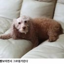 댕댕이미용 이미지