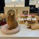 애견카페왕 | 서울근교 남양주 애견카페 추천 [영원이애견카페] 내돈내산 솔직후기