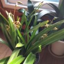 꽃보다 보세 이미지