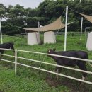 한아름목장2 이미지