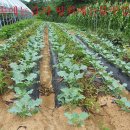 영석농장 이미지