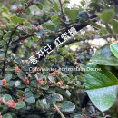 홍자단 紅紫檀 이미지