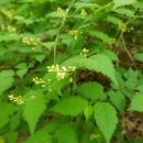 국수나무 이미지