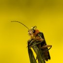 반딧불이 이미지