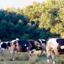 괴산염소농장 이미지