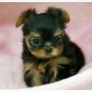 잘나가는 강아지 이미지