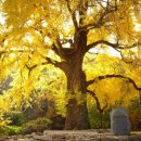 말하는은행나무 이미지