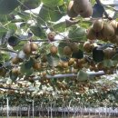 은서농장 이미지