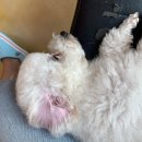 온천천동물병원 | 부산 온천천동물병원 강아지 스케일링 후기