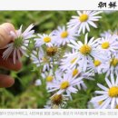 연보라㈜ 이미지