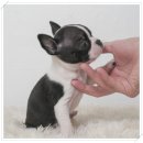 아이퍼피 이미지