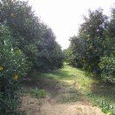 유자향기 이미지