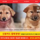 한국진돗개육종연구소 이미지