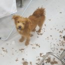 개멋지냥 이미지