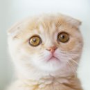 더드림동물병원 이미지