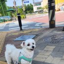 뽀뽀뽀하개 이미지