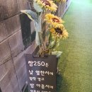 쌈250 이미지
