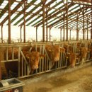 대성목장 이미지