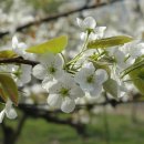 배꽃가든 이미지