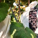 연진농장 이미지