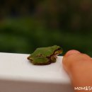 청개구리 이미지