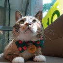 사랑플러스 동물병원 이미지