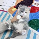 인천고양이분양 테디럽 | 화성고양이분양 테디럽 배울 점이 많아요