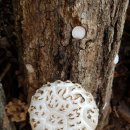 꿈의농장 이미지