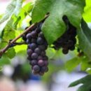 좋은나무 이미지