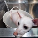 복돌이네애견샵 네이버블로그