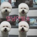 멍냥이발소 이미지