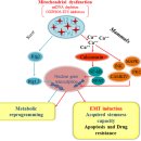 Re:Mitochondrial Dysfunction: A Novel Potential Driver of Epithelial-to-Mesenchymal Transition in Cancer 이미지