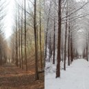 화인애견 이미지