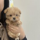 광주강아지분양 마마스미독 24시 광주봉선점 이미지