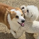 왈가왈부 반려견센터 이미지