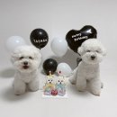 리본반려견 유치원 | 대구 남구 강아지케이크 댕수무강 주문제작 내돈내산