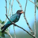 파랑새노래방 이미지