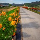 장미꽃길 2 이미지