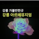 비존무역아르떼주 | 강릉 아르떼 뮤지엄 사진 입장료 주차 시간 실내 가볼만한곳