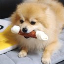 펫클럽승기