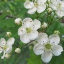 오늘의 탄생화 (5월 13일) 산사나무 (Hawthorn) 이미지