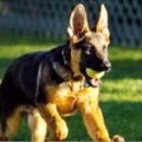 퍼스트독 이미지